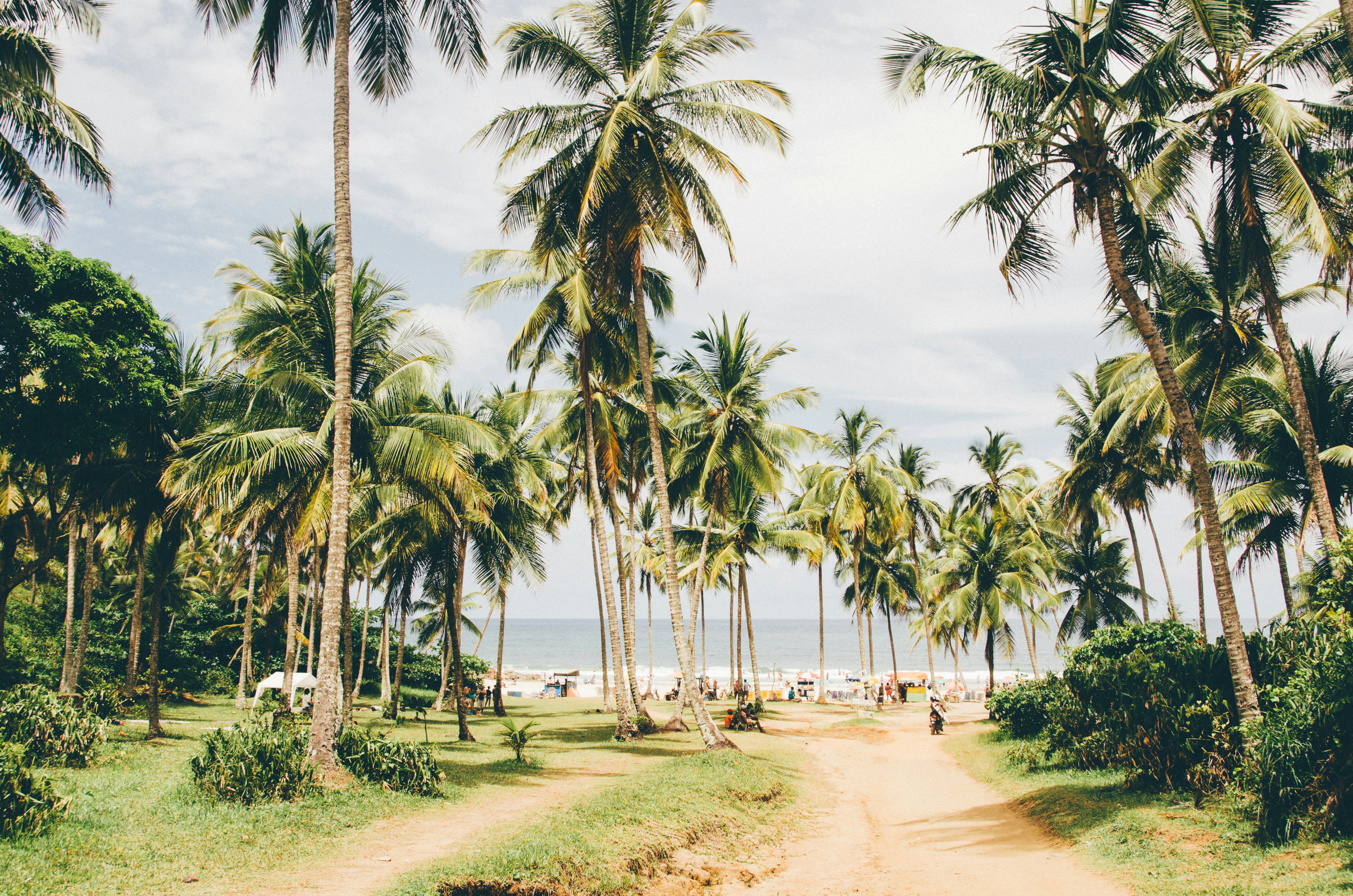 tropical trees near shore, 