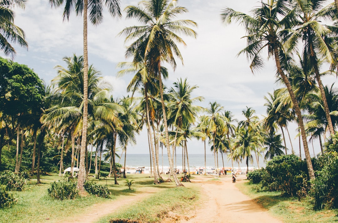 tropical trees near shore,