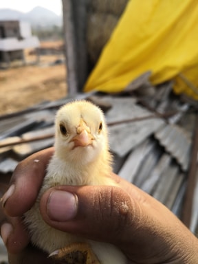 A friendly farmer holding a healthy chick in a bright hatchery setting