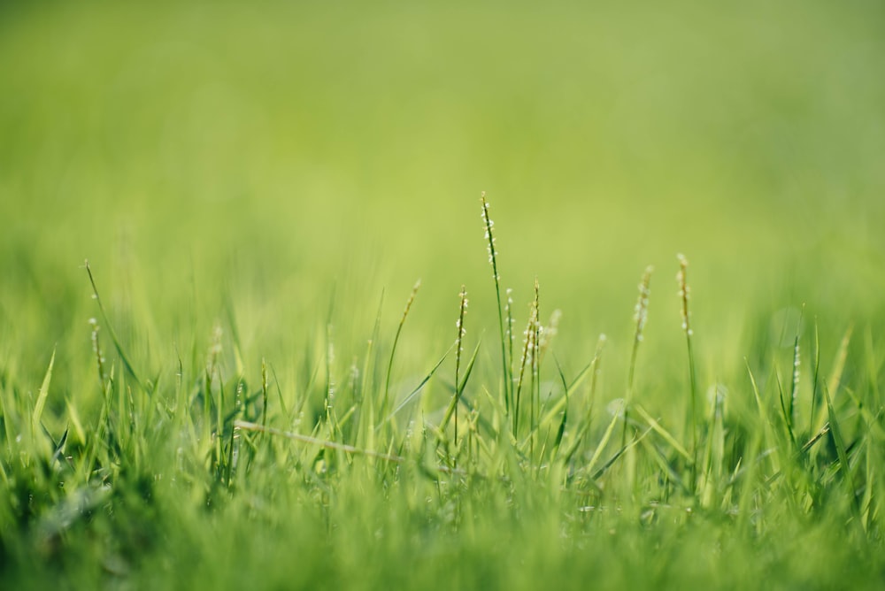 fotografia di primo piano dell'erba verde