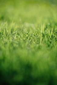 tilt-shift photography of green grass