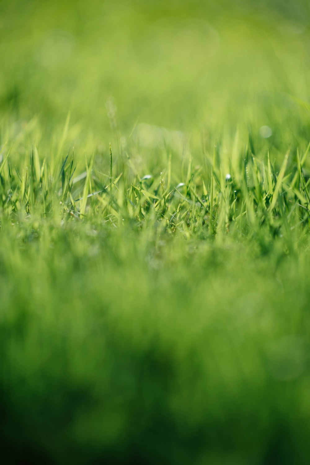 tilt-shift photography of green grass