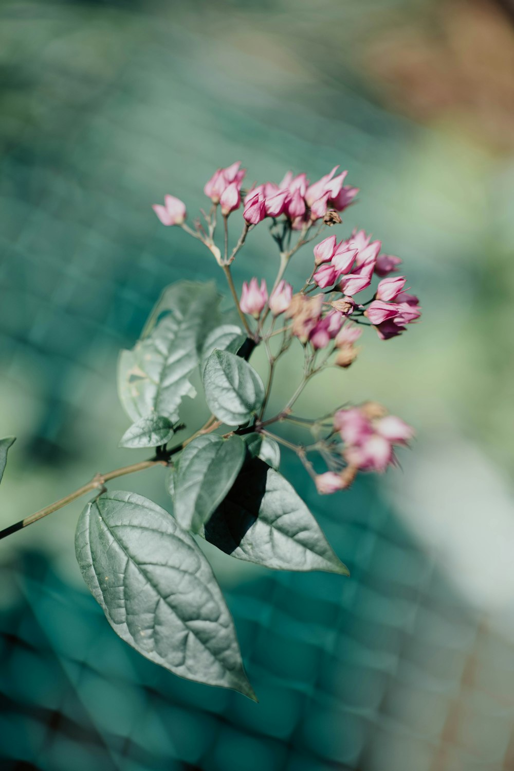 pink petaled flowers