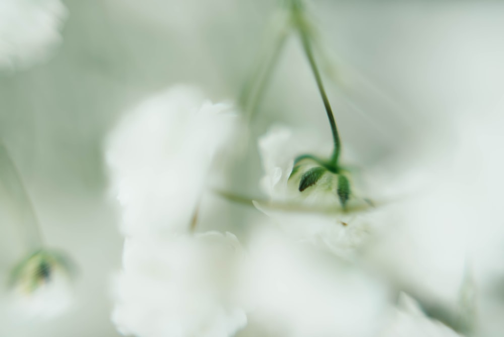 fleur à pétales blancs