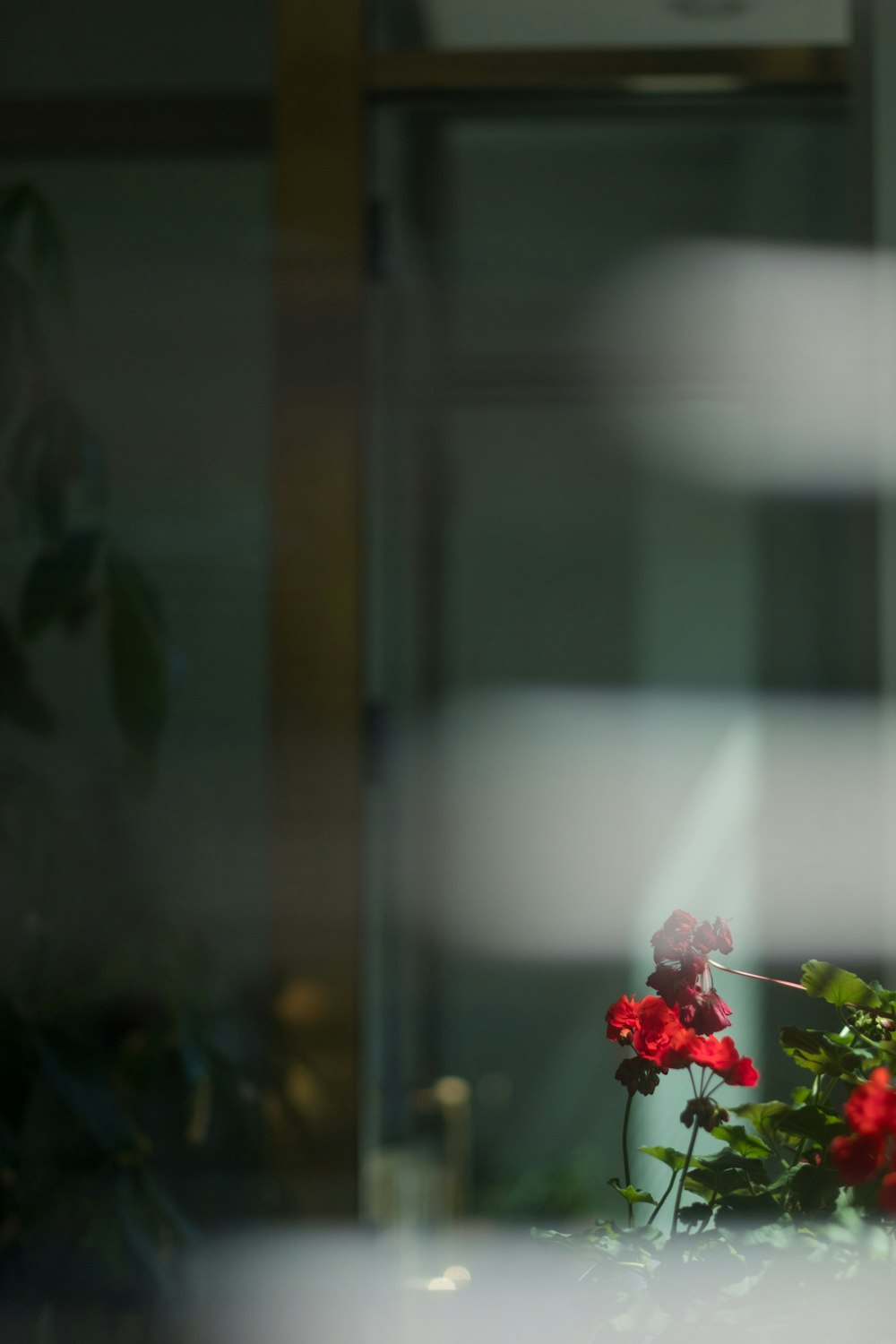 Fotografia de foco seletivo de flor de pétala vermelha durante o dia