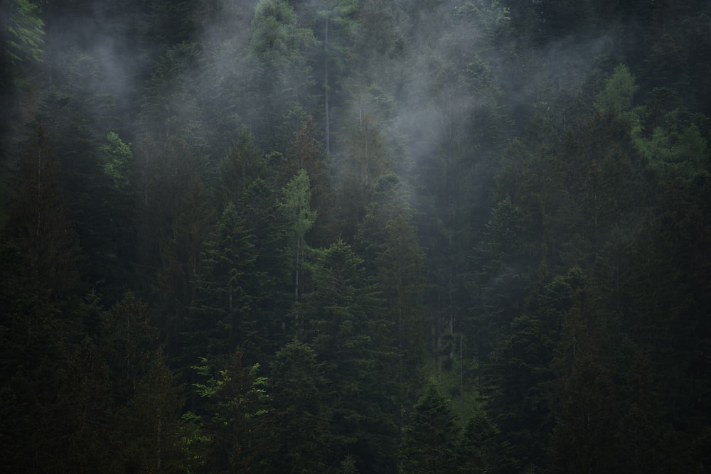 grün belaubte Bäume umgeben von Rauch