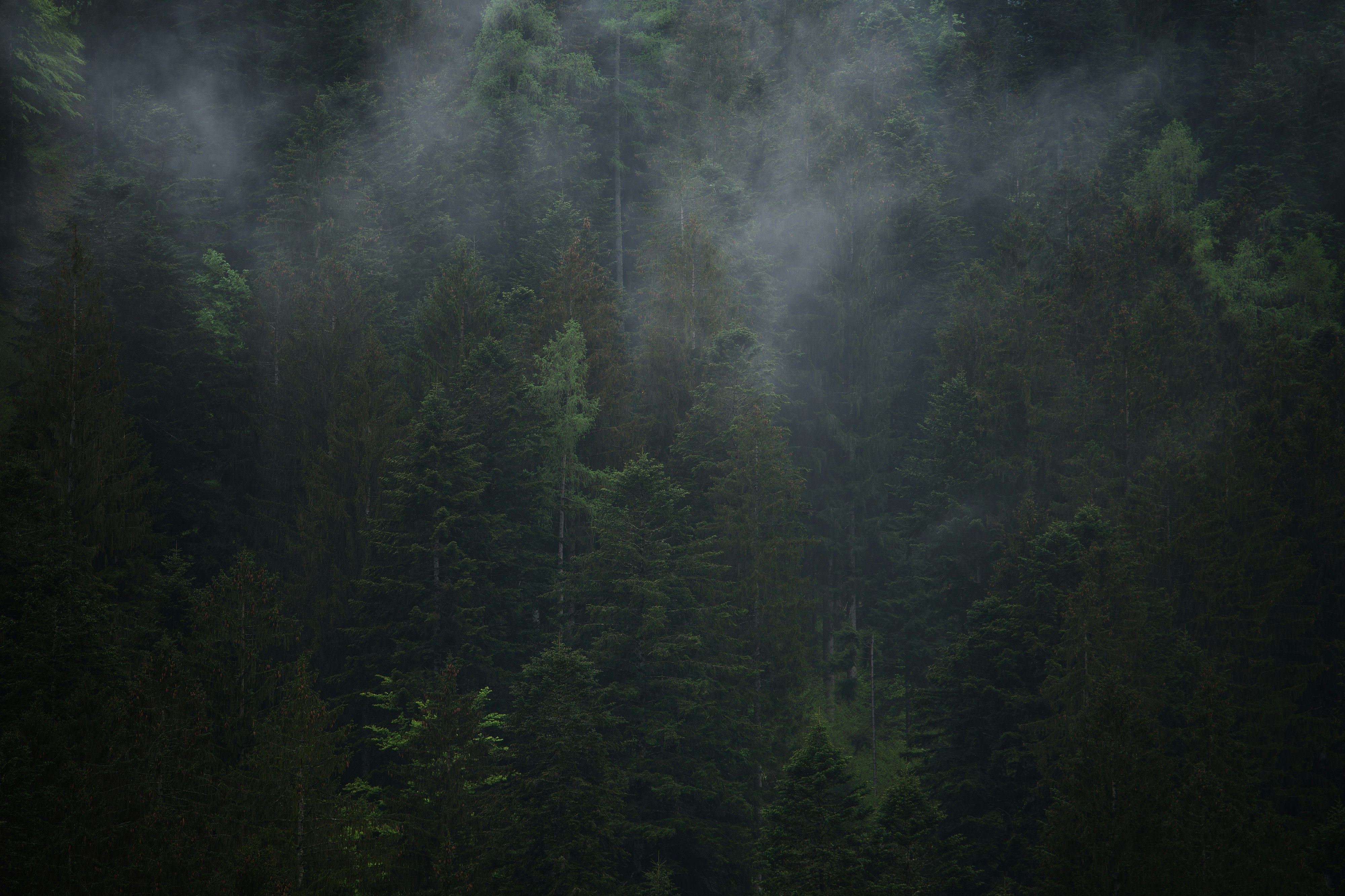 green leafed trees surround by smoke