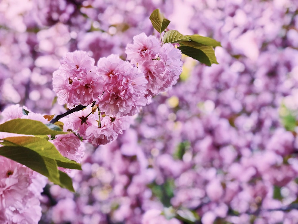 pink petaled flowers