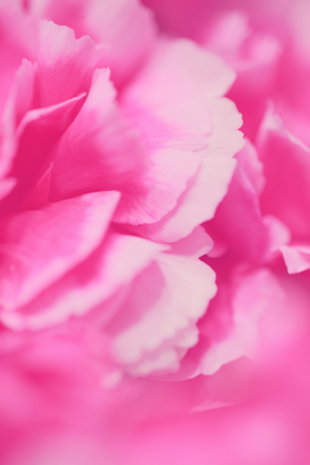 a close up of a pink flower with a blurry background