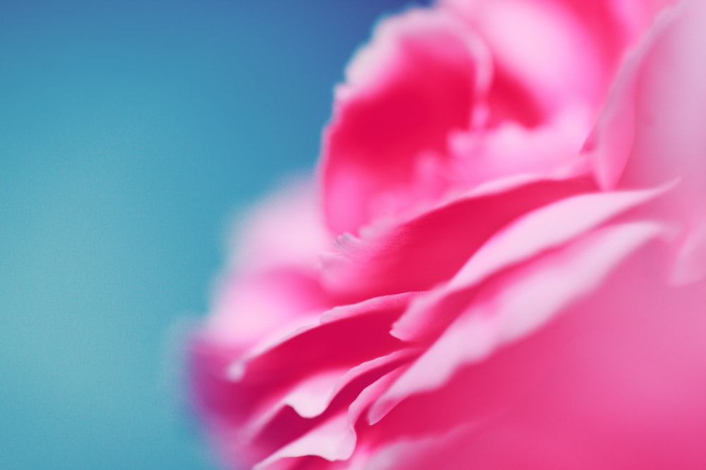 selective focus photography of pink petaled flower