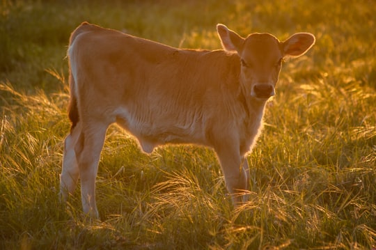 brown cattle on green grass at daytime in Waco United States