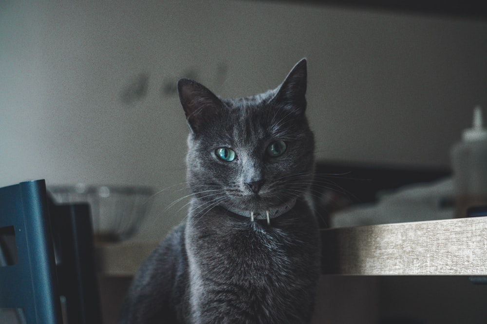 kurzhaarige schwarze Katze neben braunem Holztisch
