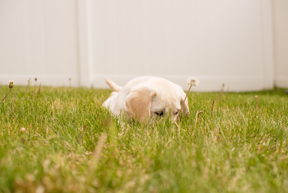 photo of short-coated white puppy lying on green grass during daytime