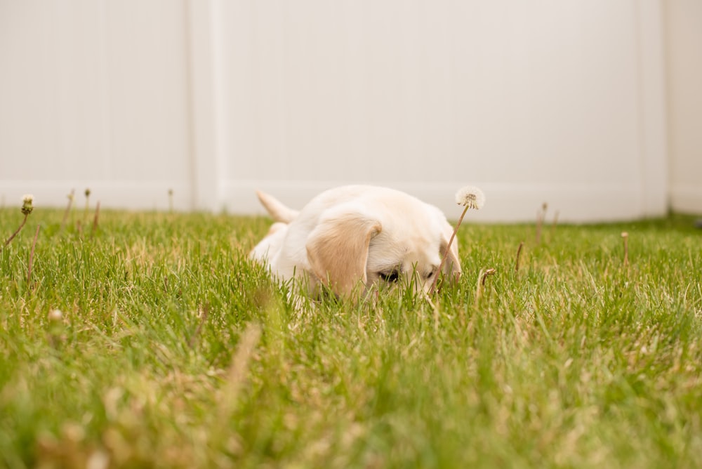 낮 동안 푸른 잔디에 누워있는 짧은 코팅 흰색 강아지의 사진