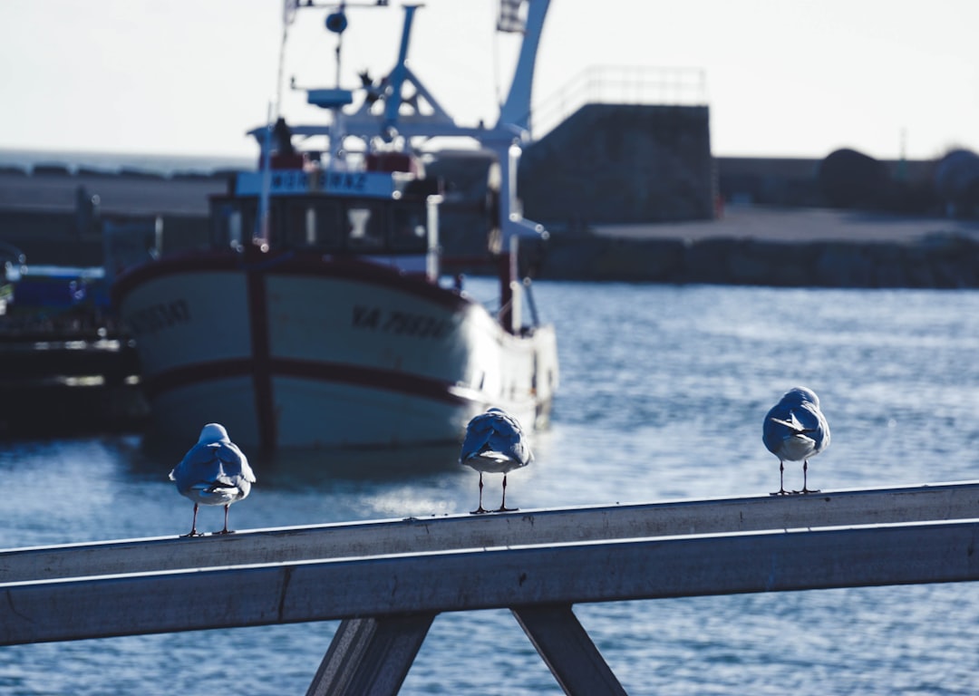 three seagull birds on post viewing boat