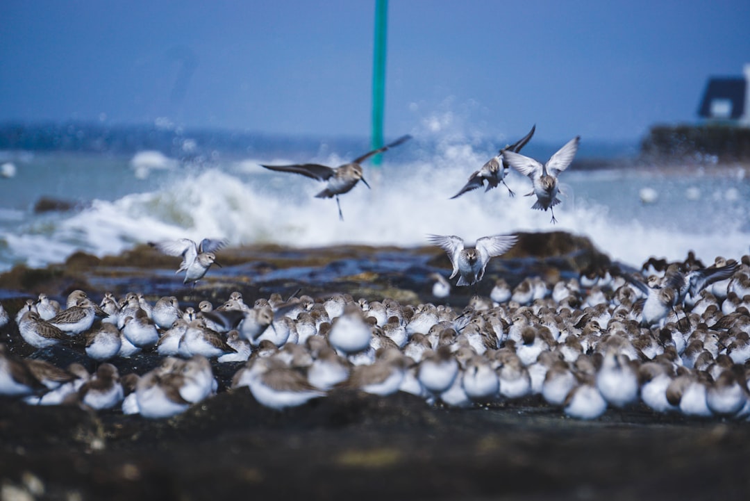 three white birds near ocean