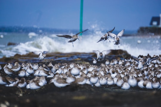 La Turballe things to do in Le Pouliguen Bay