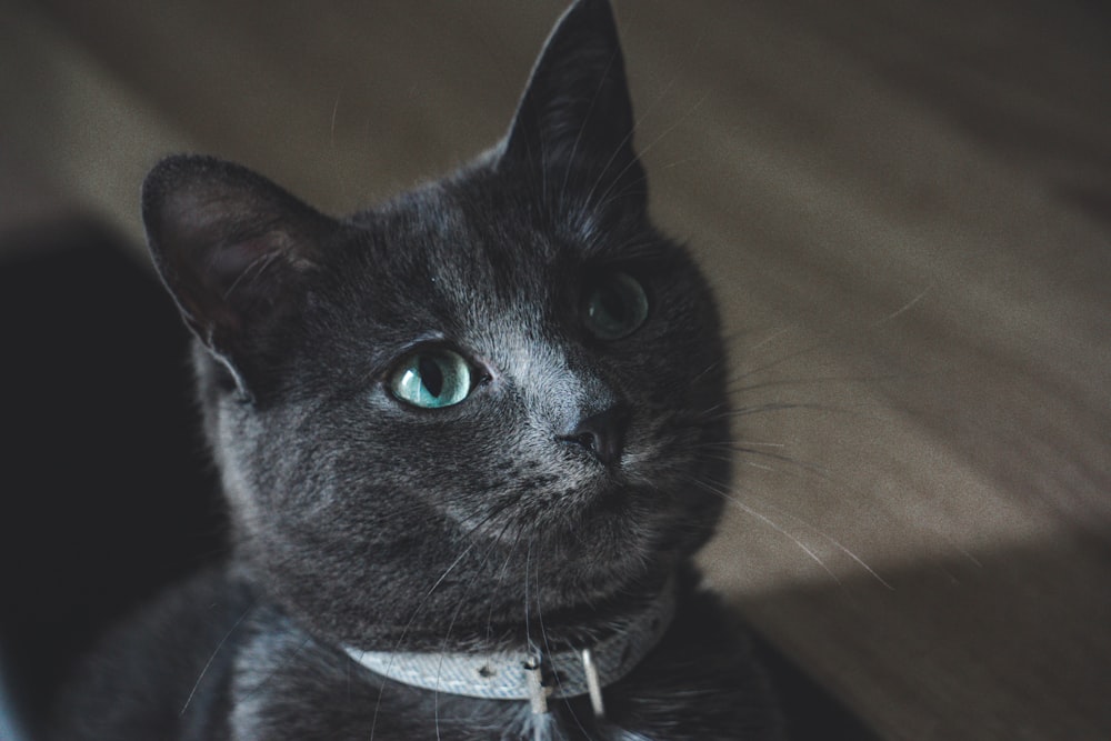 Russian blue cat on brown wooden surface