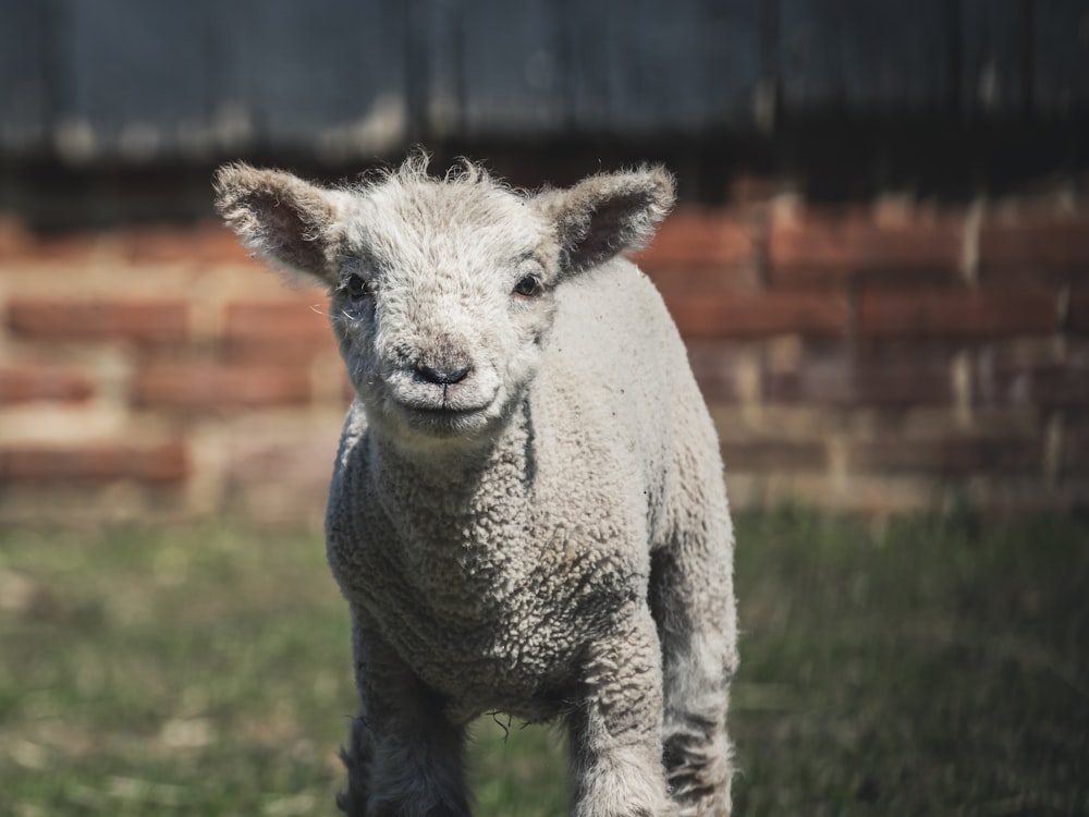 gray sheep near brick wall