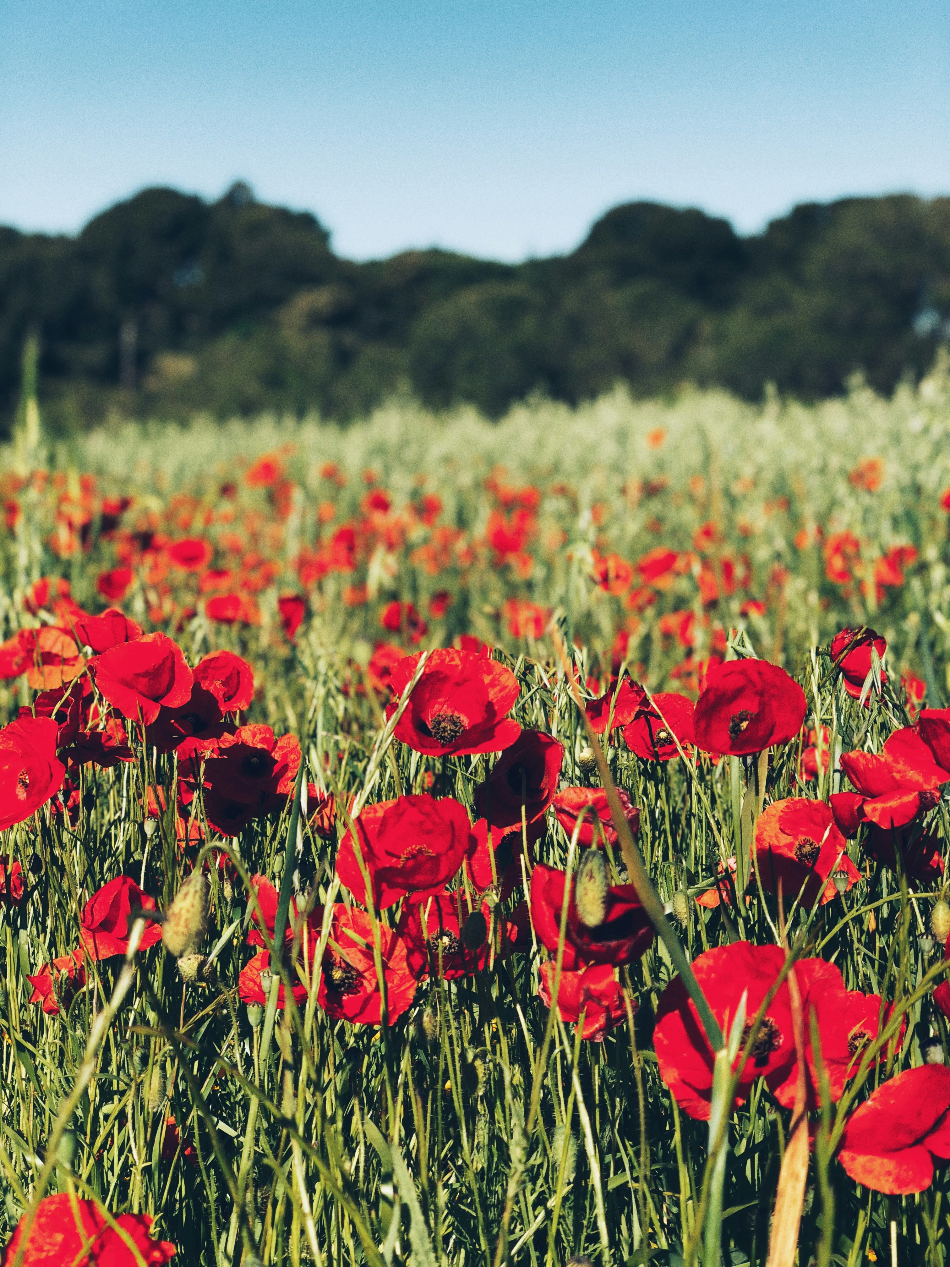 close up photo of red poppy flower field at daytime
