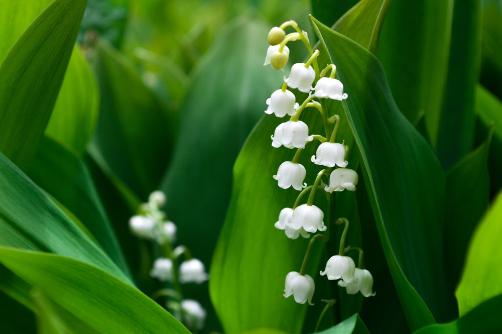 Fotografía macro de flores blancas
