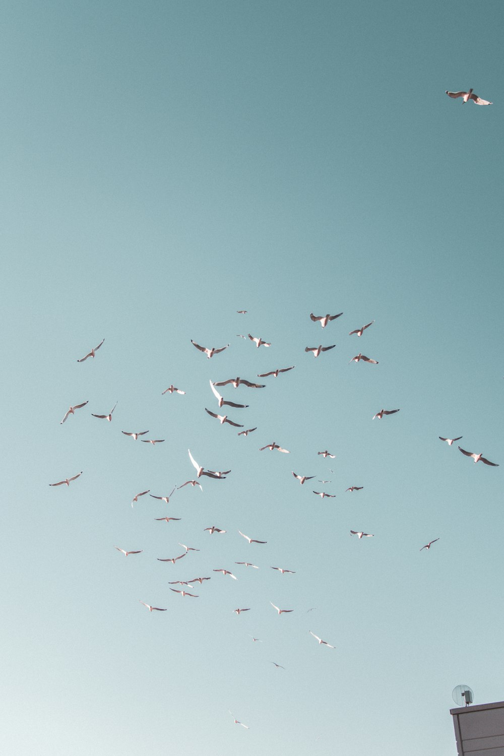 oiseaux blancs volant