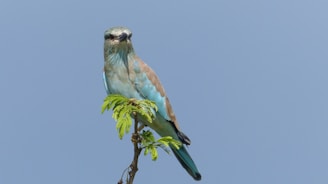 Two vibrant blue birds perched on either side of a glowing globe, symbolizing connection and balance.
