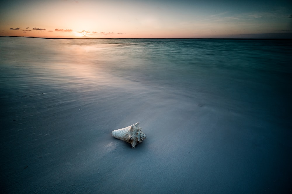 coquillage sur le bord de la mer