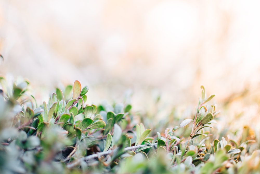 green leafed plant