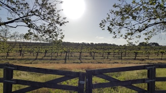 A sunlit vineyard in Aniane with rows of grapevines stretching towards a rustic stone farmhouse.