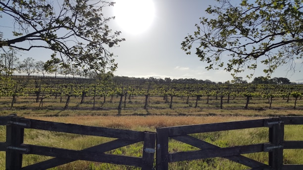 A sunlit vineyard in Aniane with rows of grapevines stretching towards a rustic stone farmhouse.