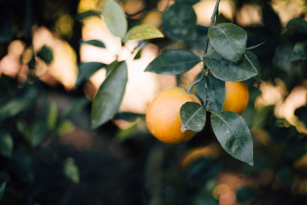 Foto di messa a fuoco selettiva di frutti arancioni rotondi