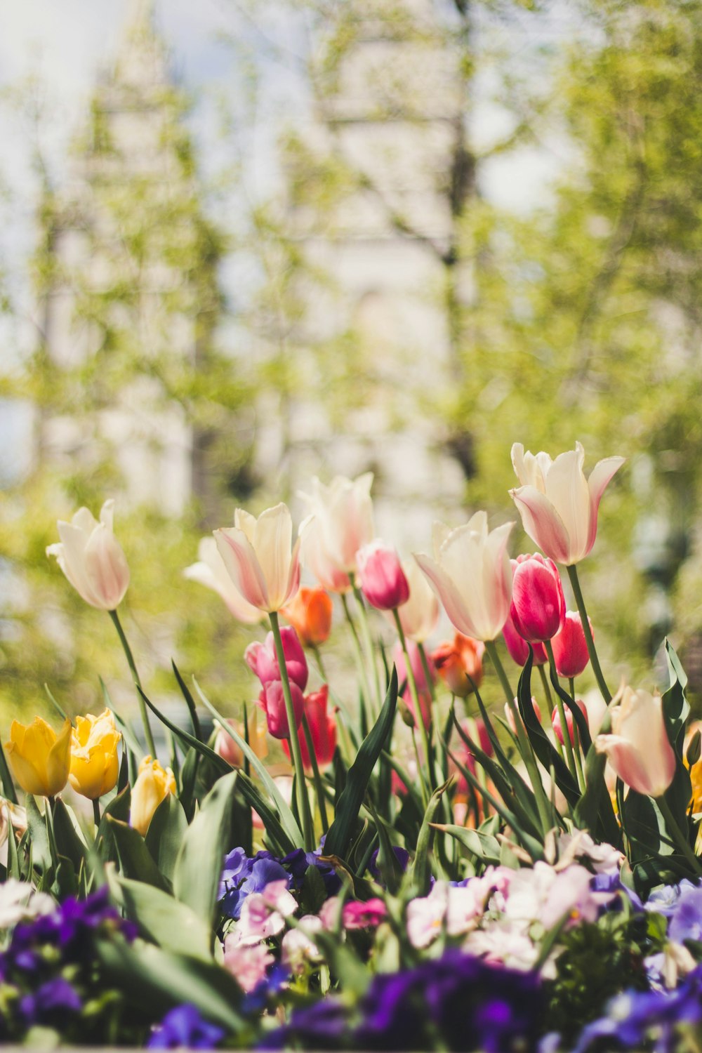 white, pink, yellow, and red tulips