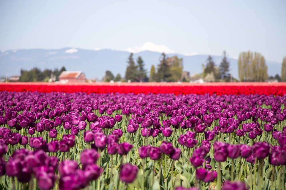 jardín de plantas de flores rojas