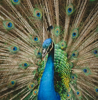 green and blue peacock spreading wings