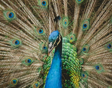 green and blue peacock spreading wings