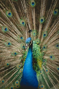 green and blue peacock spreading wings