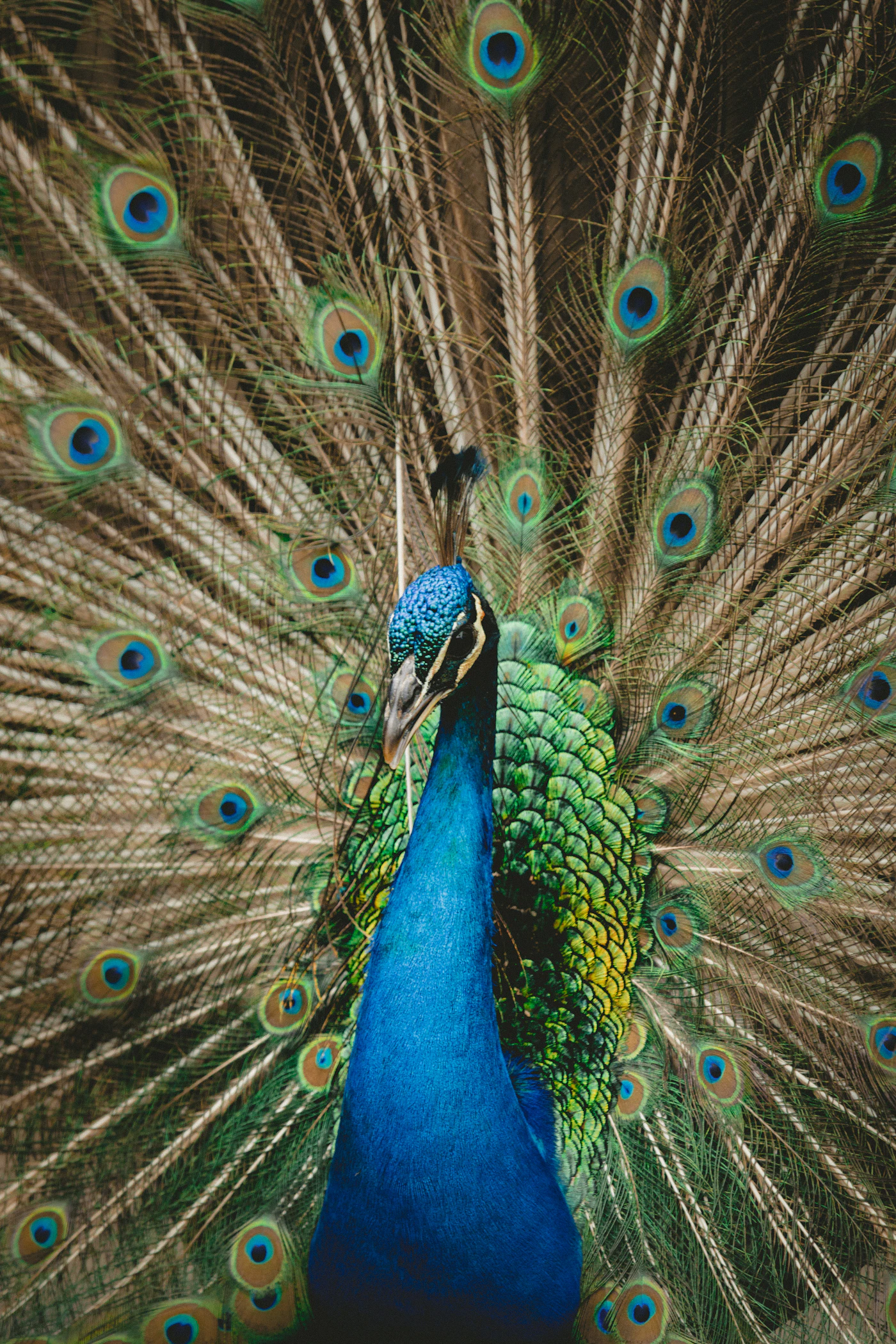 Peacock displaying feathers
