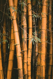 closeup photo of bamboos
