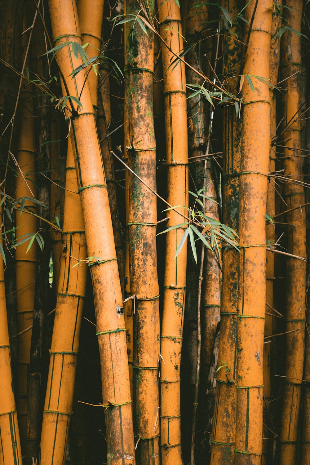 Foto de primer plano de bambúes