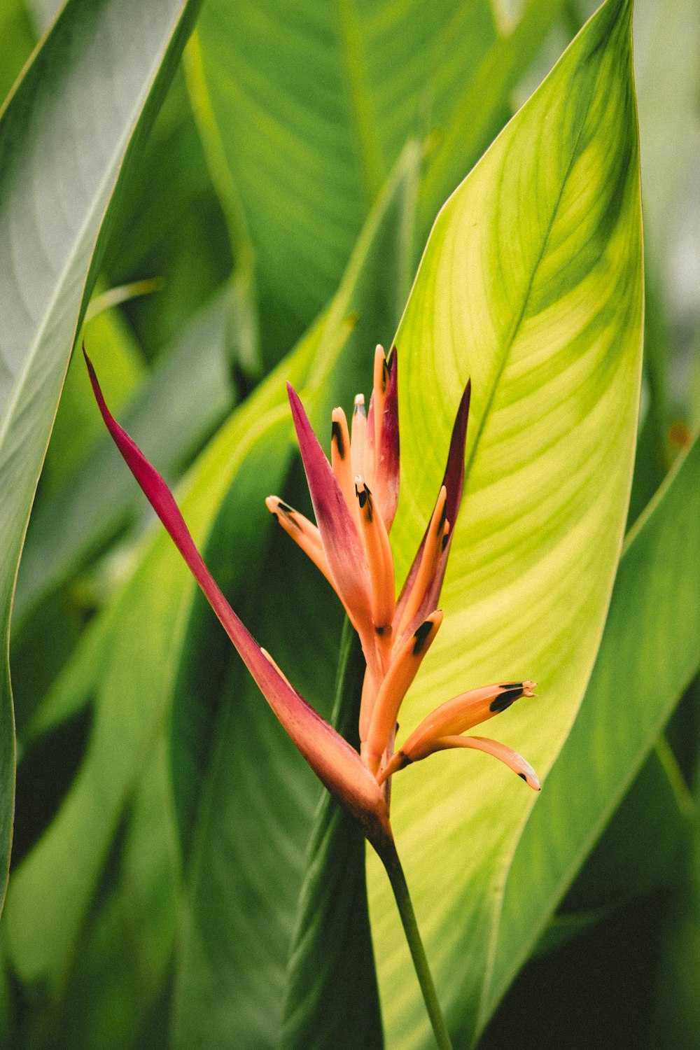 persona que muestra flor rosada con planta de hojas verdes