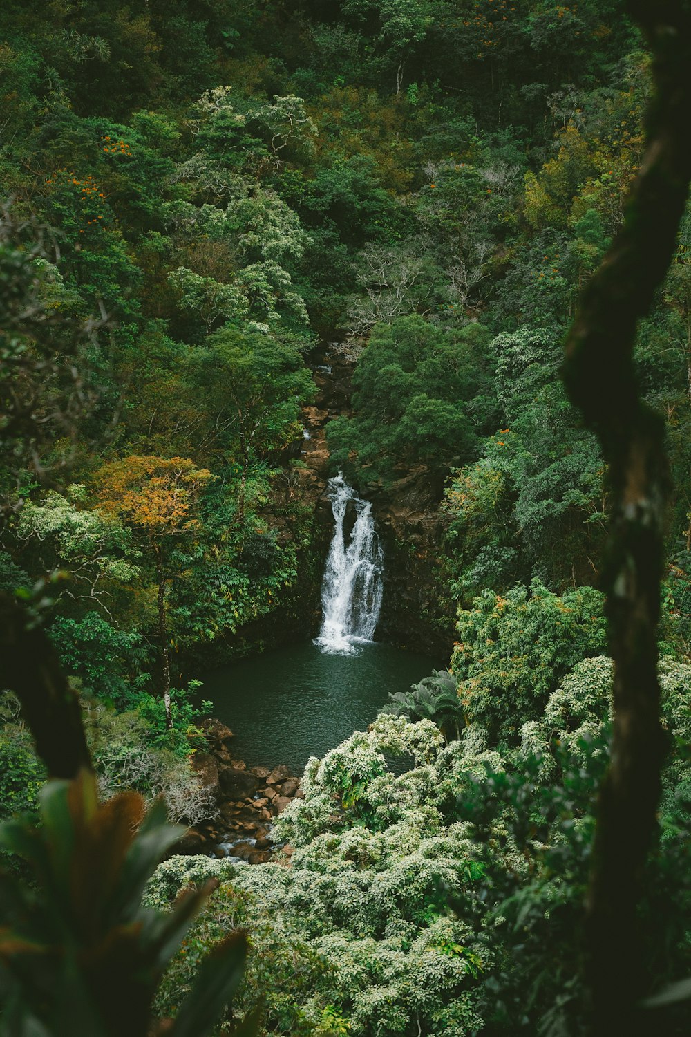 Zeitrafferfotografie von Wasserfällen, die von Bäumen umgeben sind