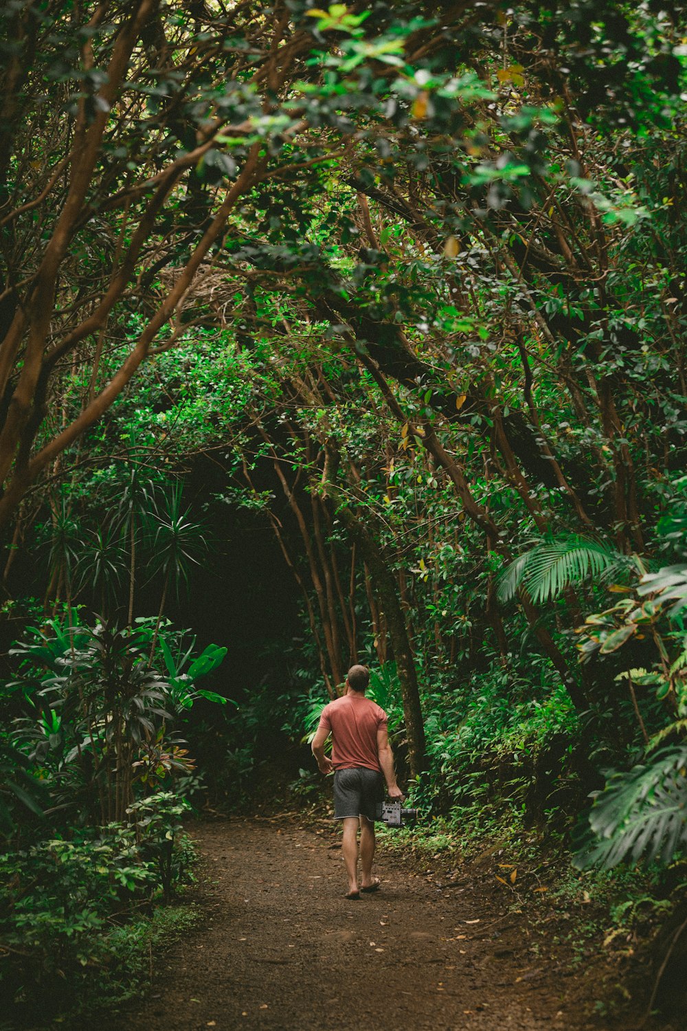 persona que camina por el sendero entre árboles de hojas verdes