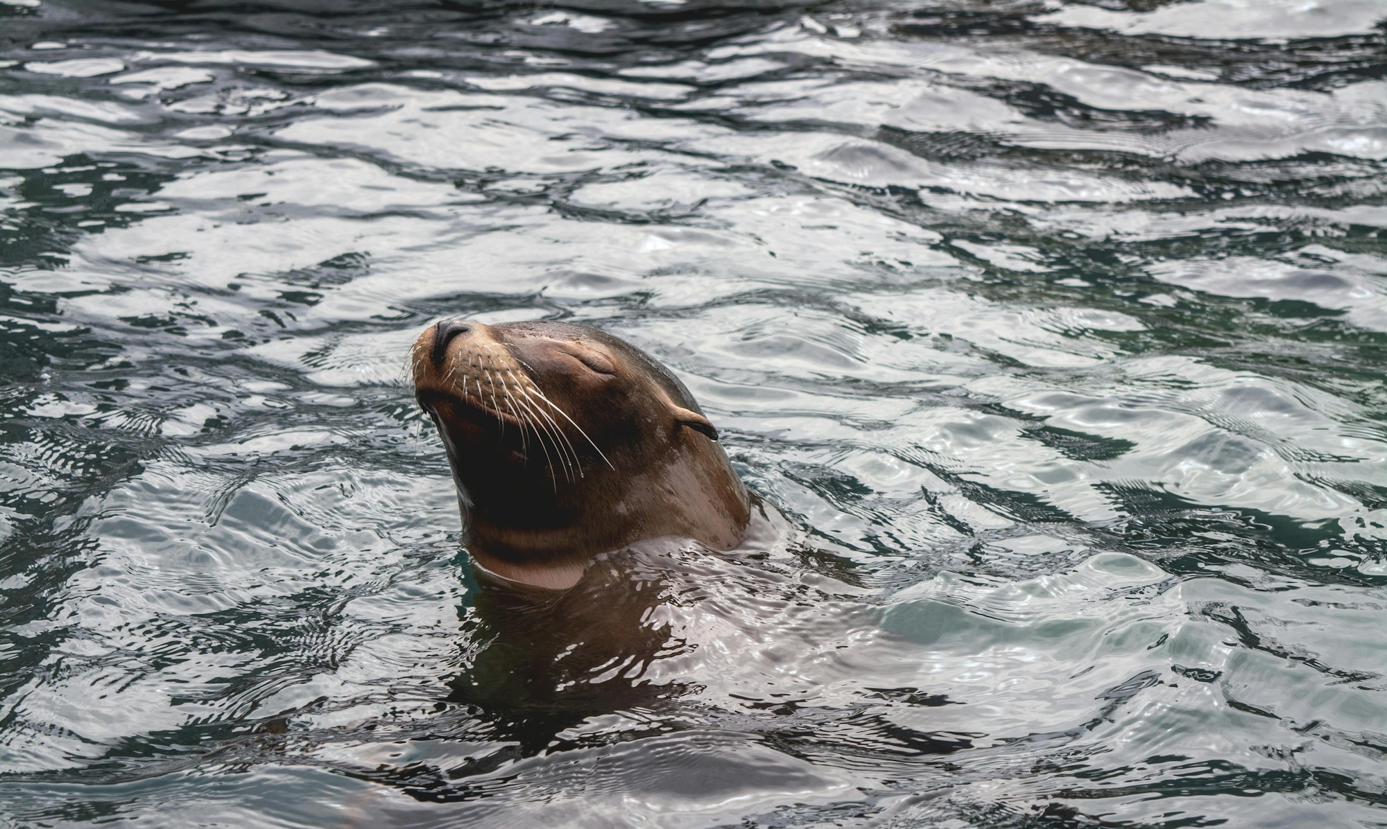 Seal, or Sea Lion in Central Park Zoo
