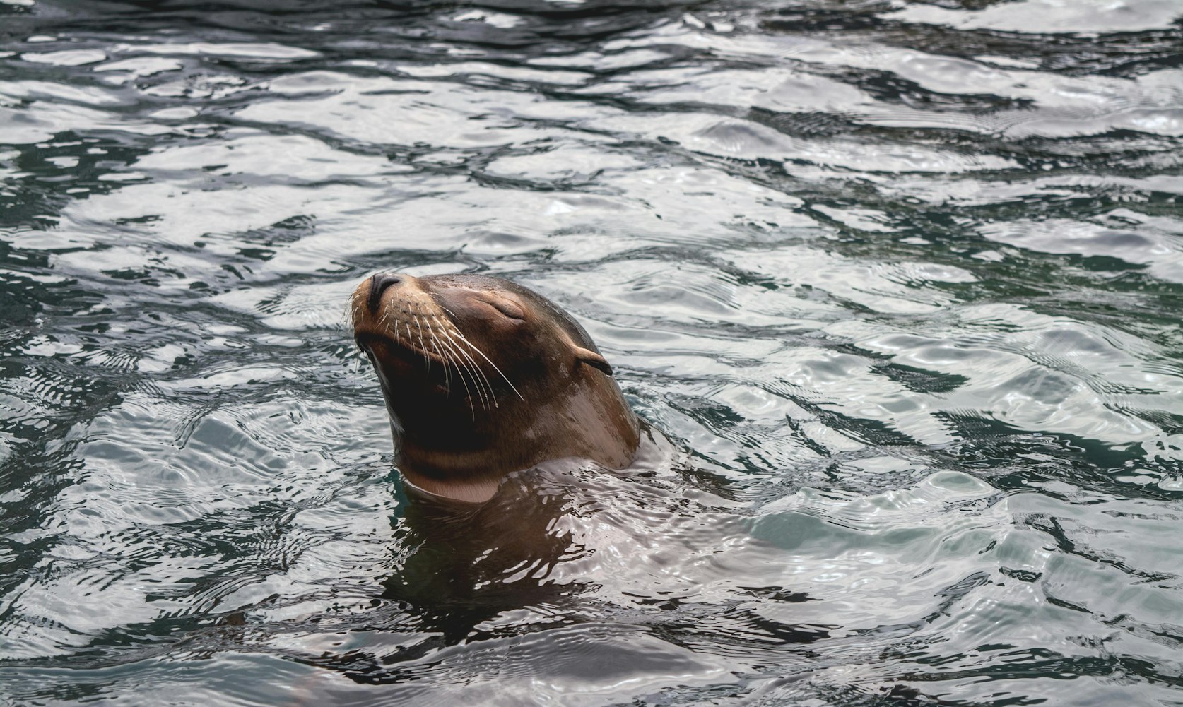 seal swimming