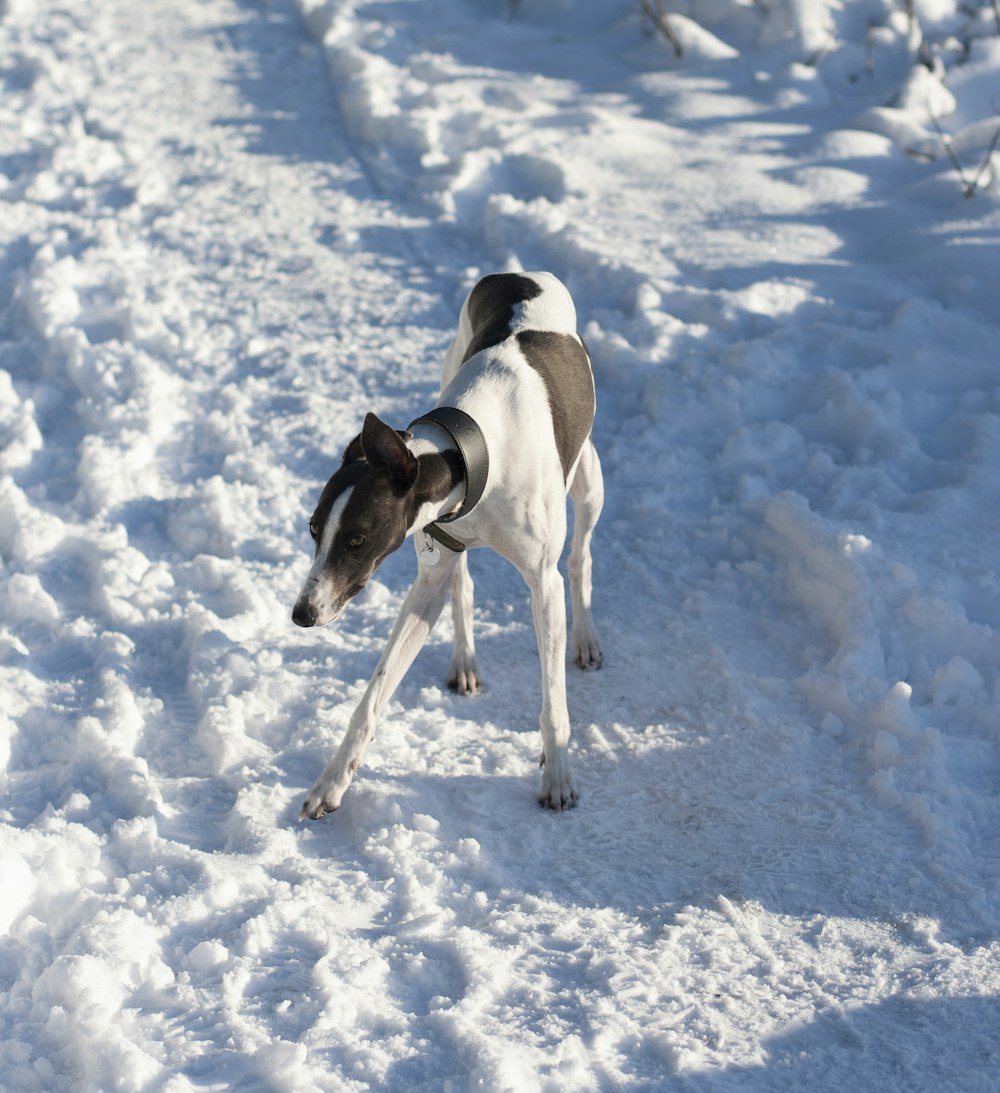 lévrier blanc et noir adulte debout sur la neige