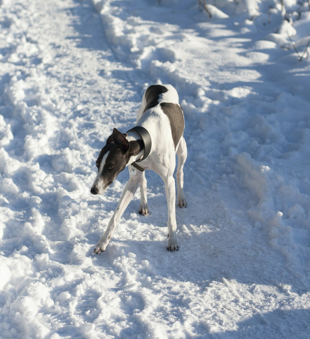 adult white and black greyhound standing on snow