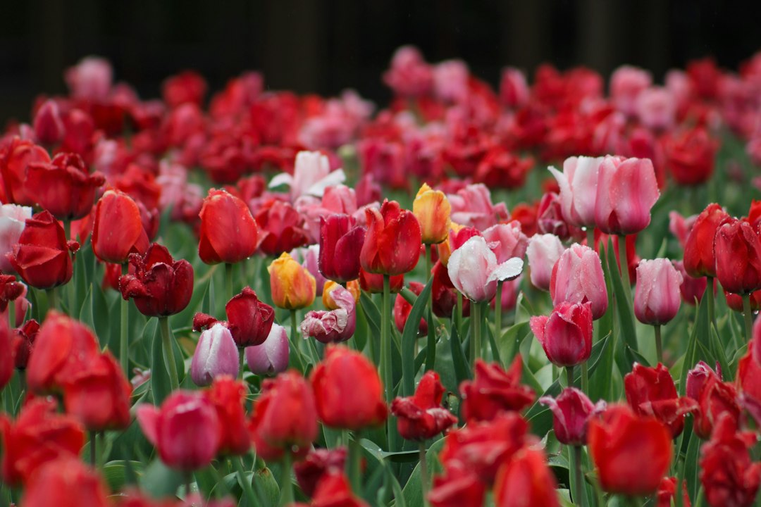flower bouquet closeup