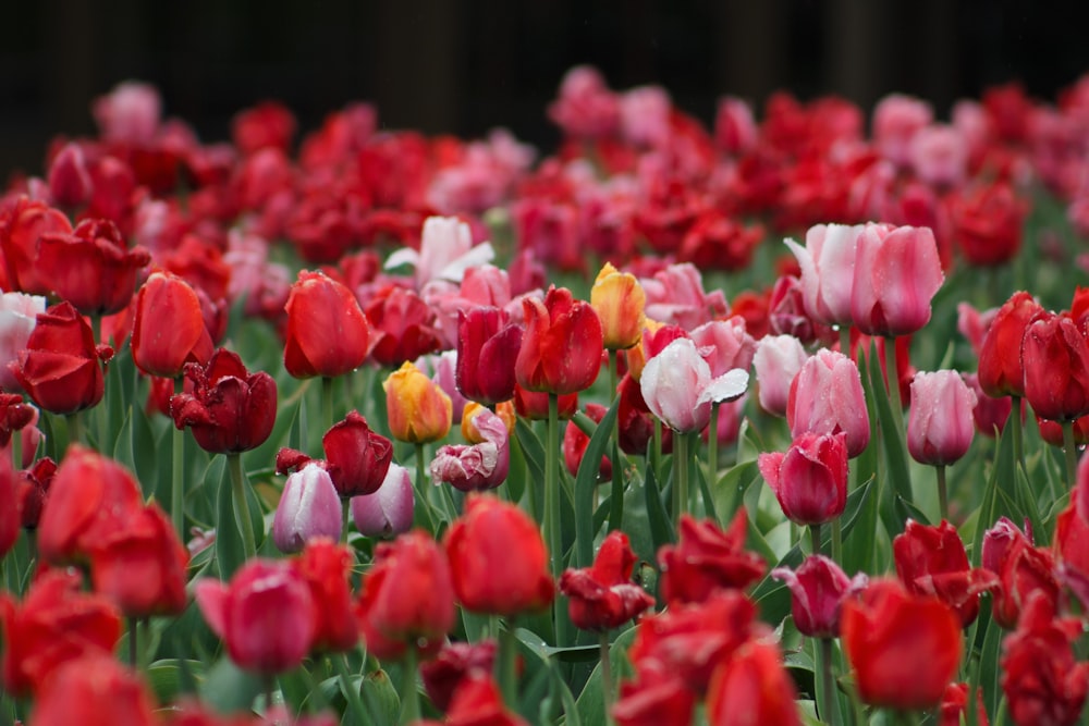 pink flower plants