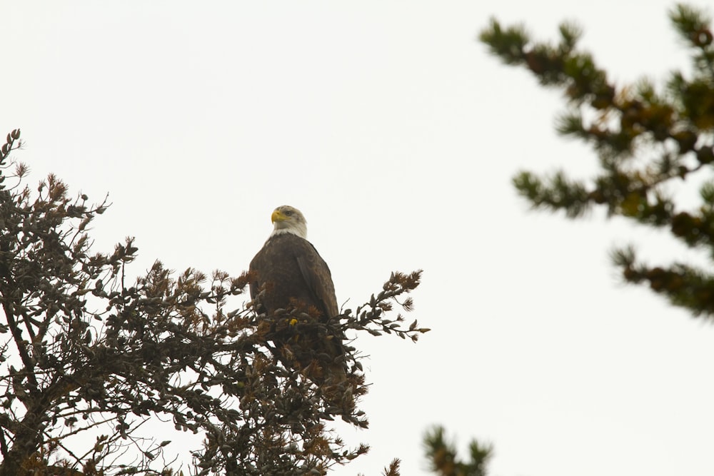 bald eagle on tree branch